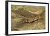 Thick-Tailed Gecko-Joe McDonald-Framed Photographic Print