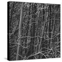 Thicket-Andrew Geiger-Stretched Canvas