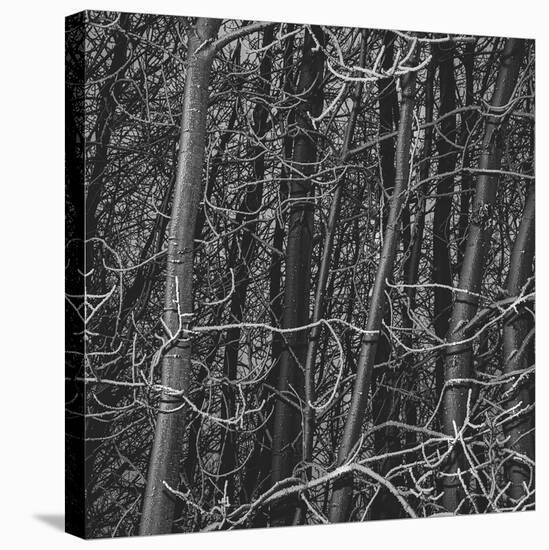 Thicket-Andrew Geiger-Stretched Canvas