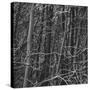 Thicket-Andrew Geiger-Stretched Canvas