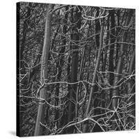 Thicket-Andrew Geiger-Stretched Canvas