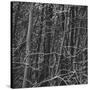 Thicket-Andrew Geiger-Stretched Canvas