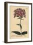 Thickleaf Phlox, Phlox Carolina (Rough-Stemmed Lychnidea)-Sydenham Teast Edwards-Framed Giclee Print