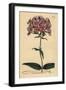 Thickleaf Phlox, Phlox Carolina (Rough-Stemmed Lychnidea)-Sydenham Teast Edwards-Framed Giclee Print