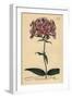 Thickleaf Phlox, Phlox Carolina (Rough-Stemmed Lychnidea)-Sydenham Teast Edwards-Framed Giclee Print