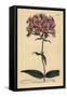 Thickleaf Phlox, Phlox Carolina (Rough-Stemmed Lychnidea)-Sydenham Teast Edwards-Framed Stretched Canvas