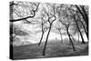 Thin Trees with Figures on Hill-Sharon Wish-Stretched Canvas