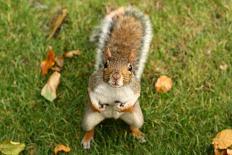 Squirrel Holding Nuts on Grassy Field-Thinglass-Photographic Print