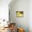 Think A Happy Thought Yellow Black Cat-Stephen Huneck-Mounted Giclee Print displayed on a wall