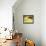 Think A Happy Thought Yellow Black Cat-Stephen Huneck-Framed Stretched Canvas displayed on a wall