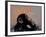 Thinker Monkey-The Graffiti Collection-Framed Giclee Print