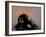 Thinker Monkey-The Graffiti Collection-Framed Premium Giclee Print