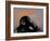 Thinker Monkey-The Graffiti Collection-Framed Giclee Print