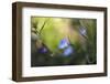 Thinking of You-Heidi Westum-Framed Photographic Print