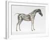 Third Anatomical Table, from "The Anatomy of the Horse"-George Stubbs-Framed Giclee Print