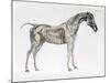 Third Anatomical Table, from "The Anatomy of the Horse"-George Stubbs-Mounted Giclee Print