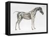 Third Anatomical Table, from "The Anatomy of the Horse"-George Stubbs-Framed Stretched Canvas