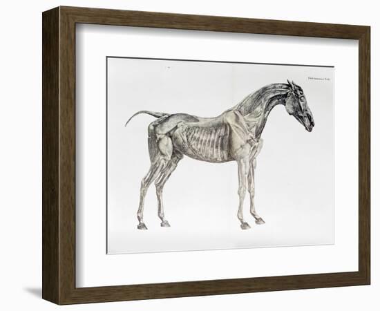 Third Anatomical Table, from "The Anatomy of the Horse"-George Stubbs-Framed Giclee Print