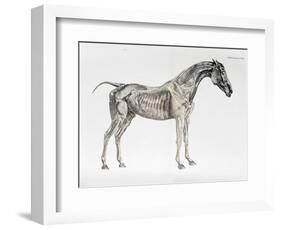 Third Anatomical Table, from "The Anatomy of the Horse"-George Stubbs-Framed Giclee Print