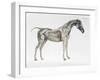 Third Anatomical Table, from "The Anatomy of the Horse"-George Stubbs-Framed Giclee Print