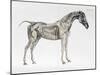 Third Anatomical Table, from "The Anatomy of the Horse"-George Stubbs-Mounted Giclee Print