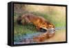 Thirsty-Pim Leijen-Framed Stretched Canvas