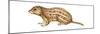 Thirteen-Lined Ground Squirrel (Citellus Tridecemlineatus), Mammals-Encyclopaedia Britannica-Mounted Poster