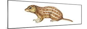 Thirteen-Lined Ground Squirrel (Citellus Tridecemlineatus), Mammals-Encyclopaedia Britannica-Mounted Poster