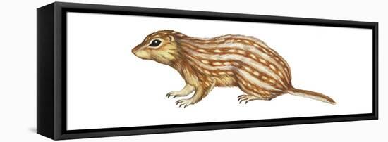 Thirteen-Lined Ground Squirrel (Citellus Tridecemlineatus), Mammals-Encyclopaedia Britannica-Framed Stretched Canvas