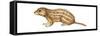 Thirteen-Lined Ground Squirrel (Citellus Tridecemlineatus), Mammals-Encyclopaedia Britannica-Framed Stretched Canvas