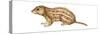 Thirteen-Lined Ground Squirrel (Citellus Tridecemlineatus), Mammals-Encyclopaedia Britannica-Stretched Canvas