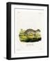 Thirteen-Lined Ground Squirrel-null-Framed Giclee Print