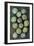 Thirteen Shells-Den Reader-Framed Photographic Print