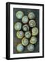 Thirteen Shells-Den Reader-Framed Photographic Print