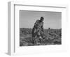 Thirteen-Year Old African American Sharecropper Boy Plowing in July 1937-Dorothea Lange-Framed Art Print