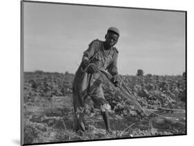 Thirteen-Year Old African American Sharecropper Boy Plowing in July 1937-Dorothea Lange-Mounted Art Print
