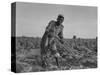 Thirteen-Year Old African American Sharecropper Boy Plowing in July 1937-Dorothea Lange-Stretched Canvas