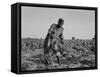 Thirteen-year old sharecropper boy near Americus, Georgia, 1937-Dorothea Lange-Framed Stretched Canvas