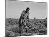 Thirteen-year old sharecropper boy near Americus, Georgia, 1937-Dorothea Lange-Mounted Photographic Print