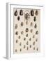 Thirty-Four Insects, Laid Out in a Semi-Circular Array Mostly of the Order Coleoptera (Beetle)-Marian Ellis Rowan-Framed Giclee Print