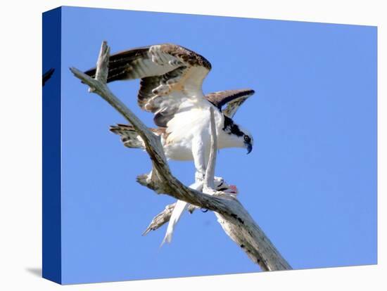 This Adult Osprey Dines on a Fresh Fish-null-Stretched Canvas
