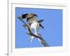 This Adult Osprey Dines on a Fresh Fish-null-Framed Photographic Print