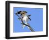 This Adult Osprey Dines on a Fresh Fish-null-Framed Photographic Print