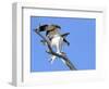 This Adult Osprey Dines on a Fresh Fish-null-Framed Photographic Print