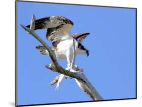 This Adult Osprey Dines on a Fresh Fish-null-Mounted Photographic Print