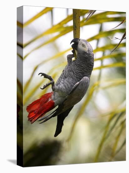 This African Grey Parrot is known as the Papa Gaio Do Principé-Camilla Watson-Stretched Canvas