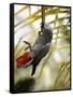 This African Grey Parrot is known as the Papa Gaio Do Principé-Camilla Watson-Framed Stretched Canvas
