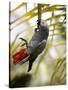 This African Grey Parrot is known as the Papa Gaio Do Principé-Camilla Watson-Stretched Canvas