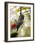 This African Grey Parrot is known as the Papa Gaio Do Principé-Camilla Watson-Framed Photographic Print