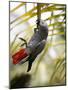 This African Grey Parrot is known as the Papa Gaio Do Principé-Camilla Watson-Mounted Photographic Print